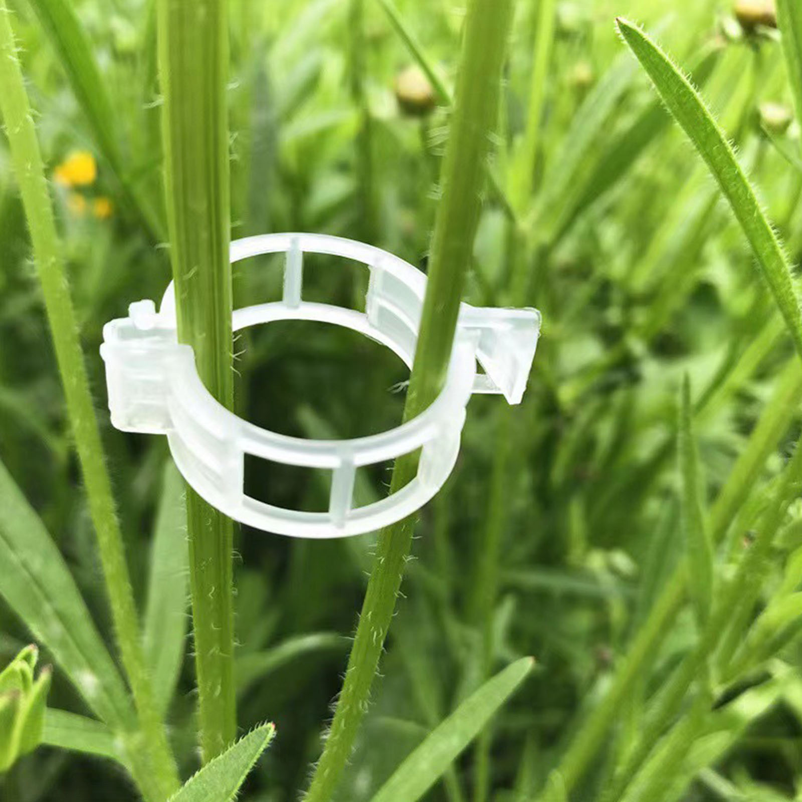 Clipe de Plástico Seguro para  - Vine Climbing Plastic avaliação e preço